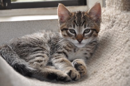 cat
